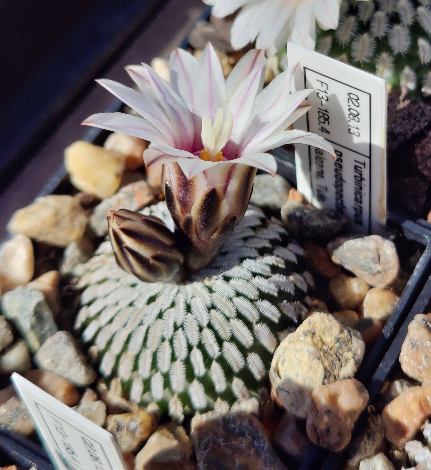 Turbinicarpus pseudopectinatus, Galeana (stripet) (10 frø)