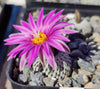 Turbinicarpus pseudopectinatus, El Galito (20 frø)