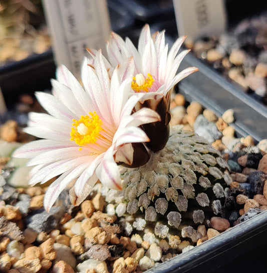 Turbinicarpus valdezianus var. albiflorus, MZ 662 (10 frø)