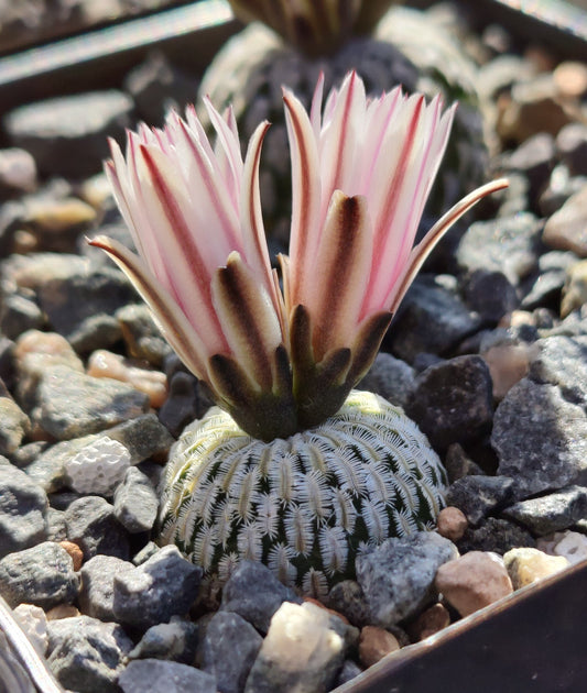 Turbinicarpus pseudopectinatus, Miquihuana (20 frø)