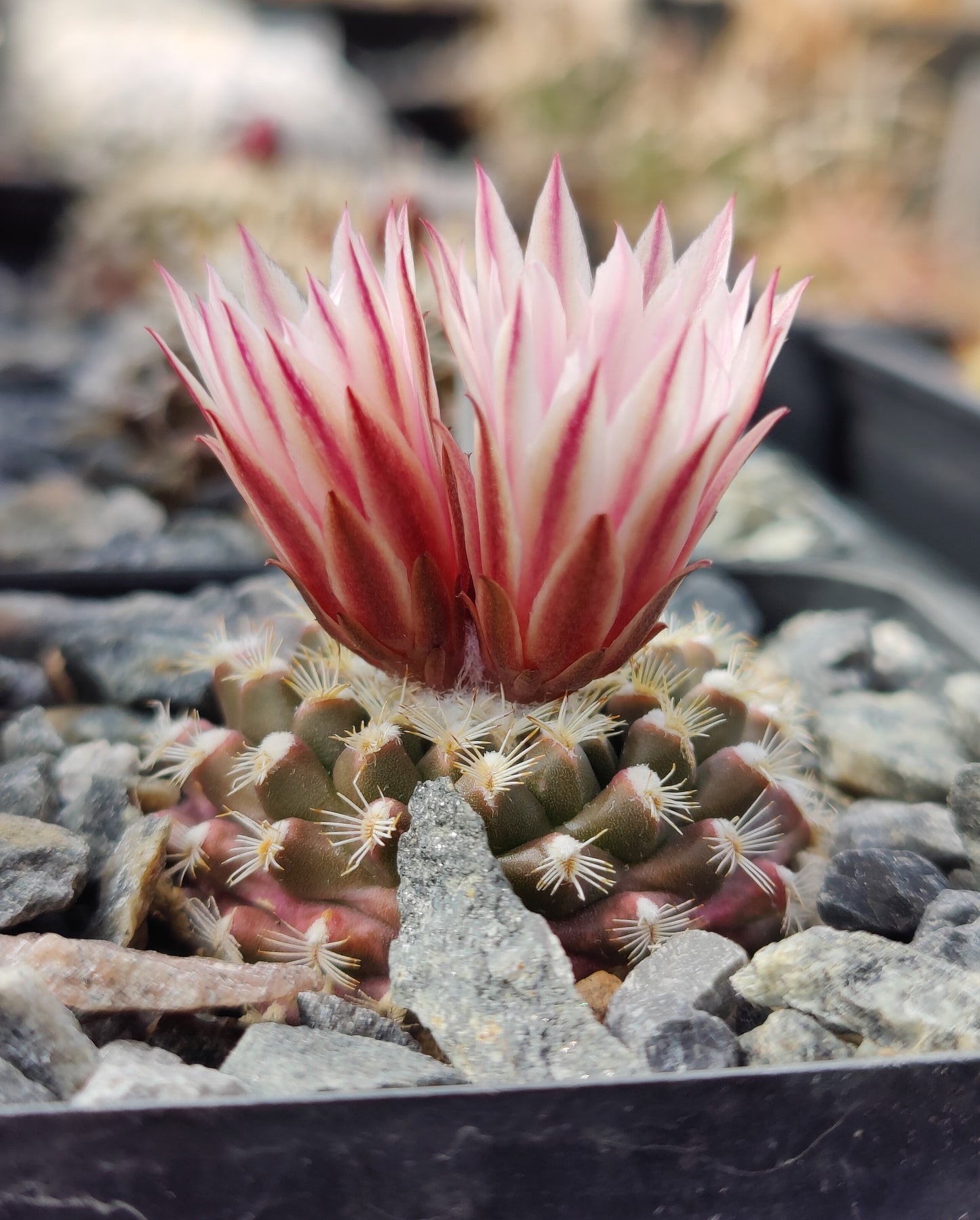 Turbinicarpus mombergeri (10 frø)
