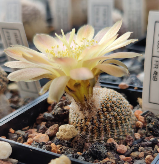 Lobivia famatimensis FR 459 (20 frø)