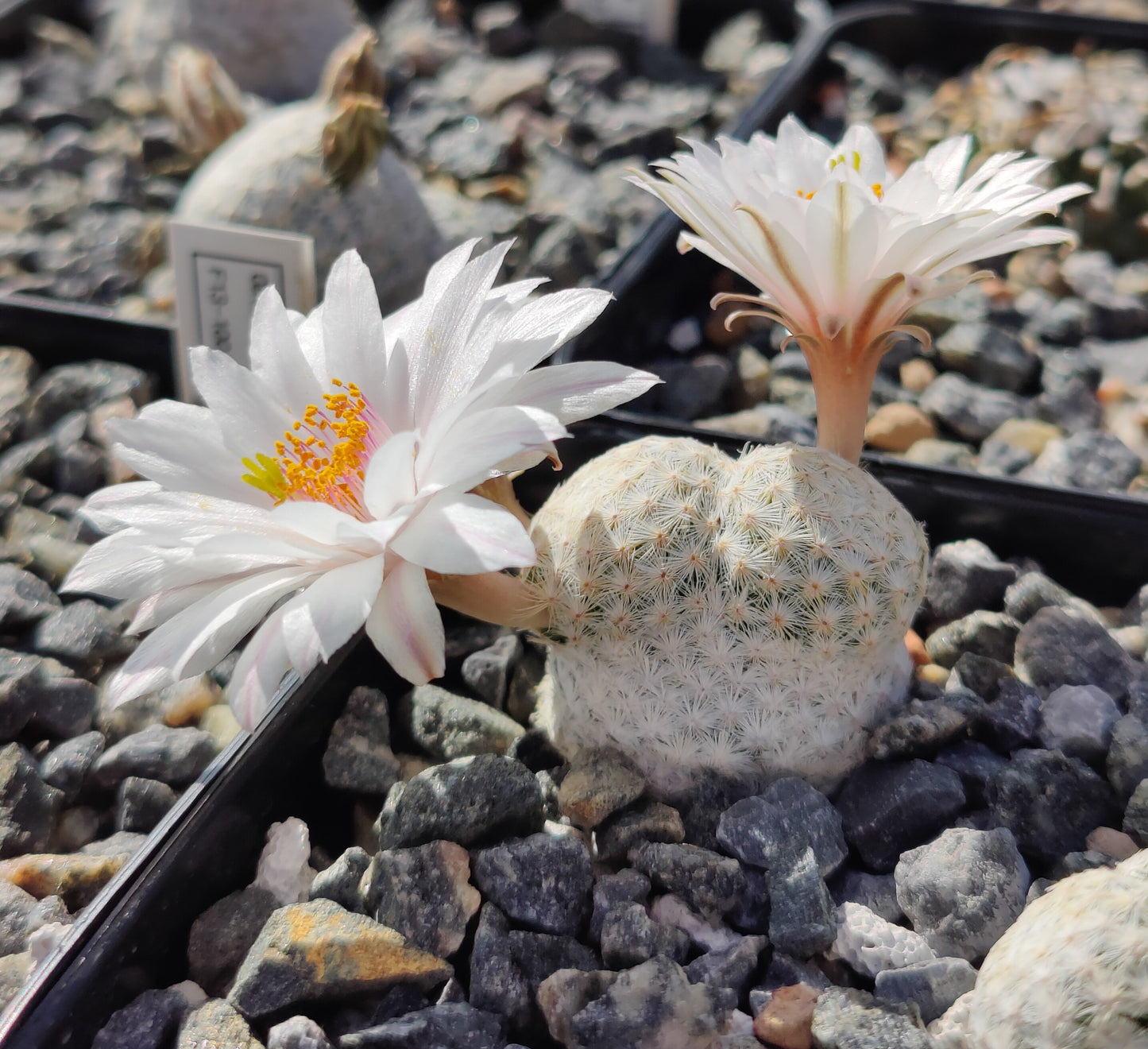 Mammillaria albiflora WM 3200 (10 frø)