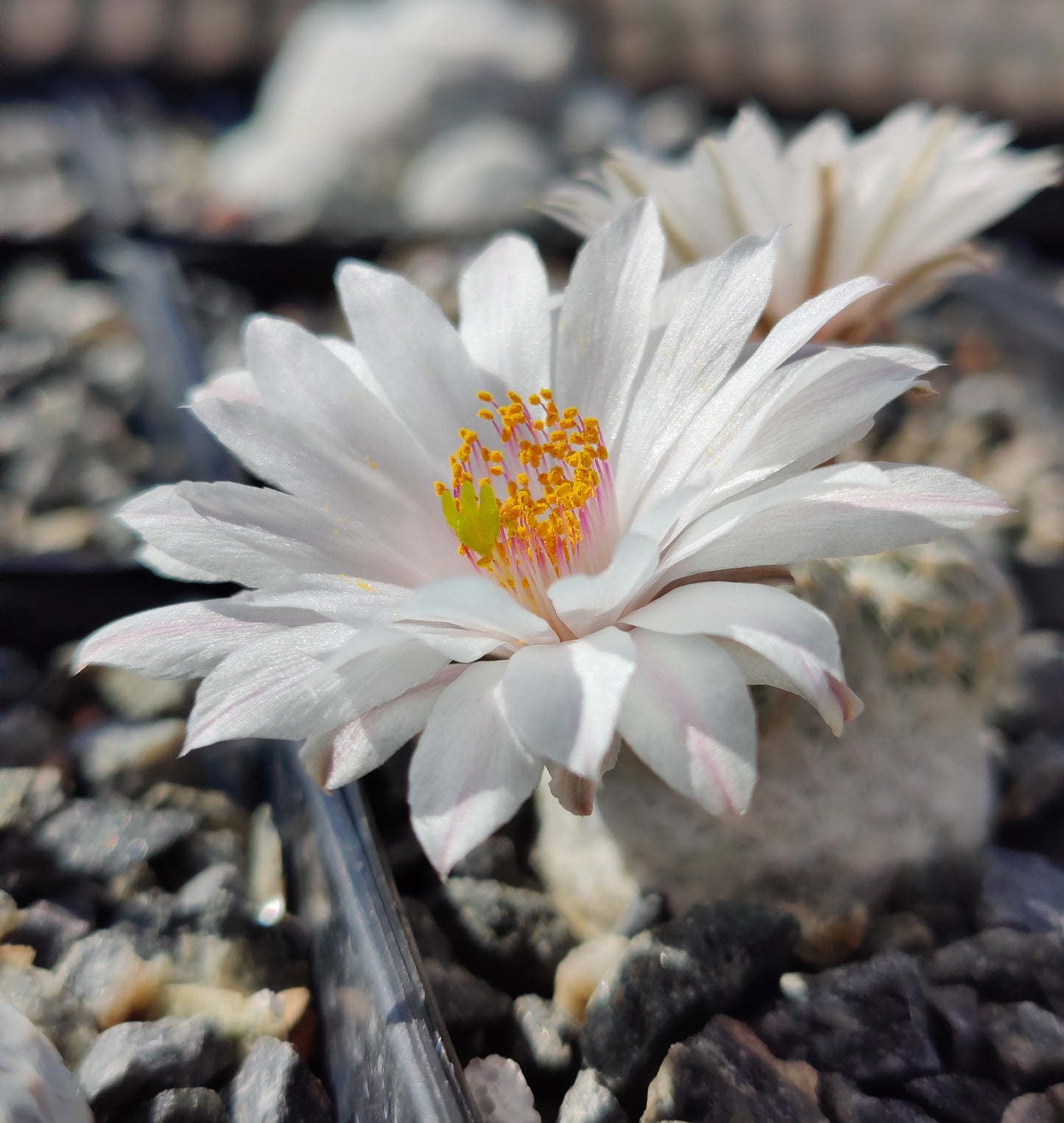 Mammillaria albiflora WM 3200 (10 frø)
