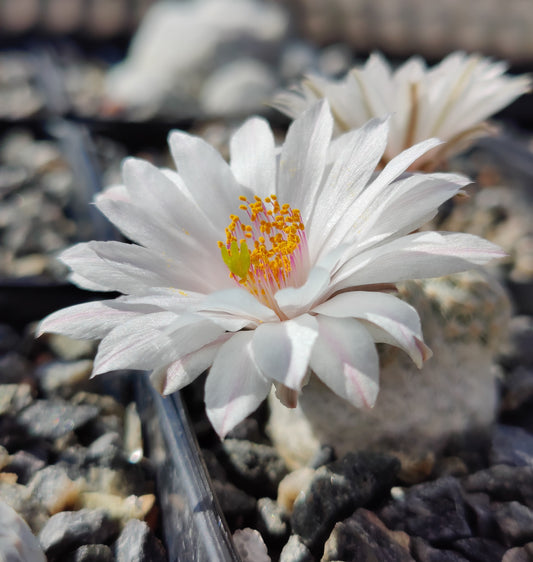 Mammillaria albiflora WM 3200 (20 frø)