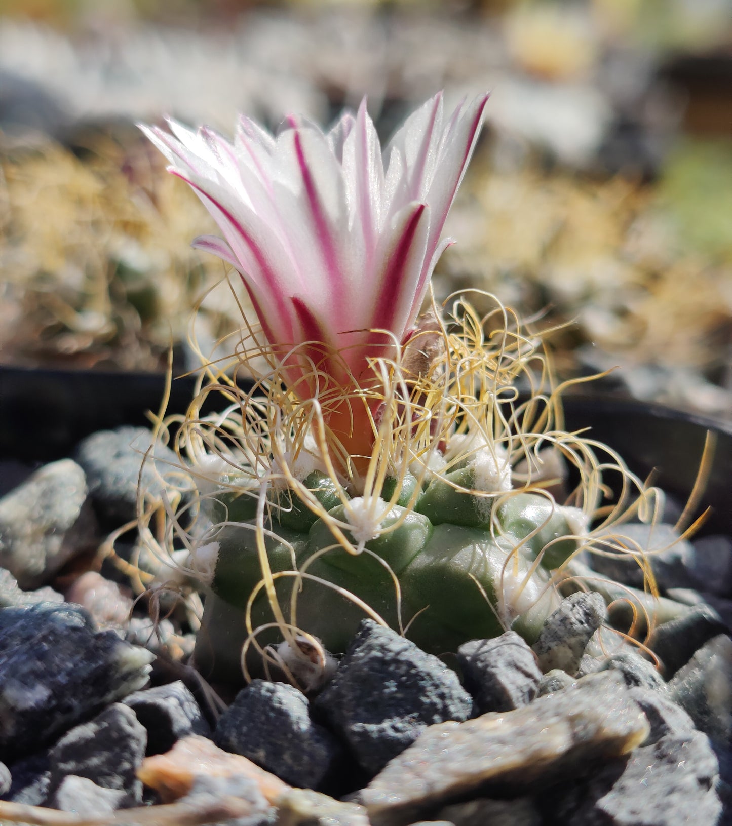 Turbinicarpus pseudomacrochele SB 1049 (10 frø)