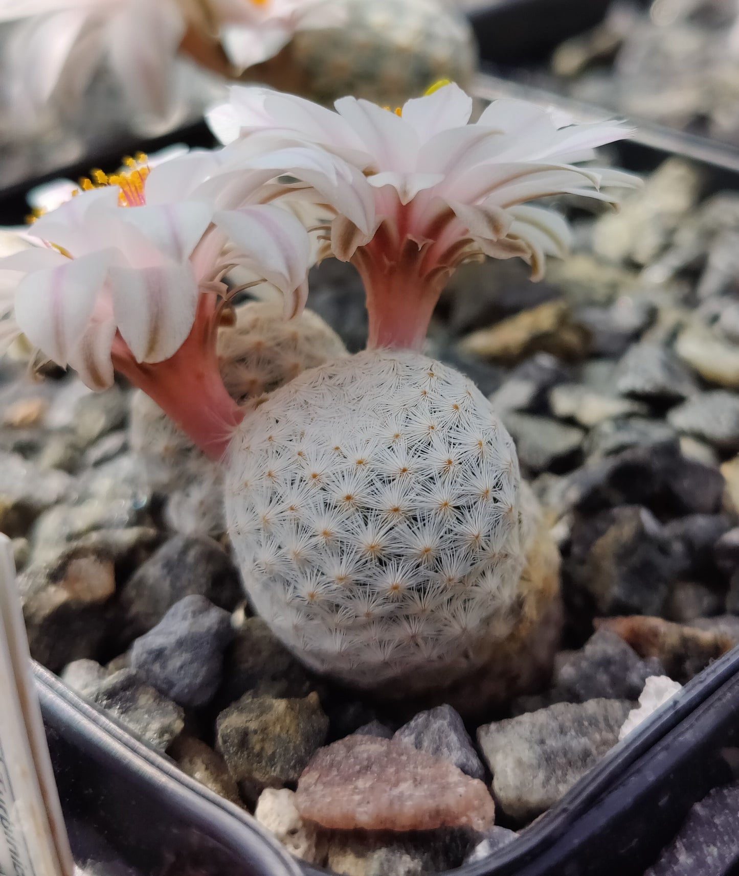 Mammillaria albiflora WM 3200 (10 frø)
