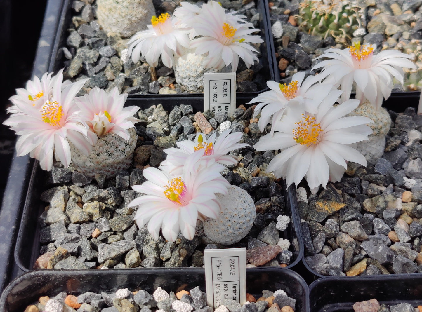 Mammillaria albiflora WM 3200 (10 frø)