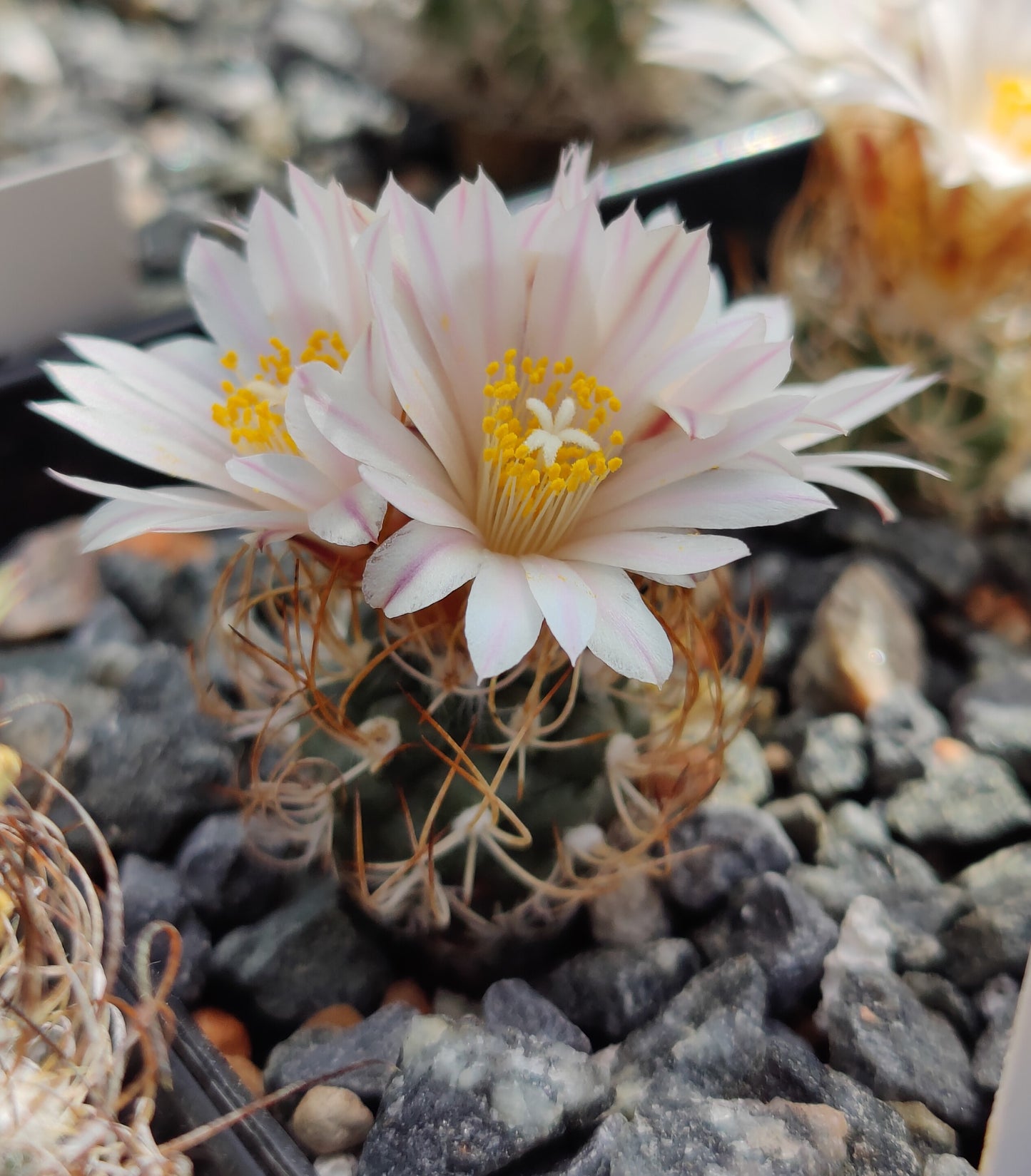 Turbinicarpus pseudomacrochele var. albiflorus MZ 424 (10 frø)