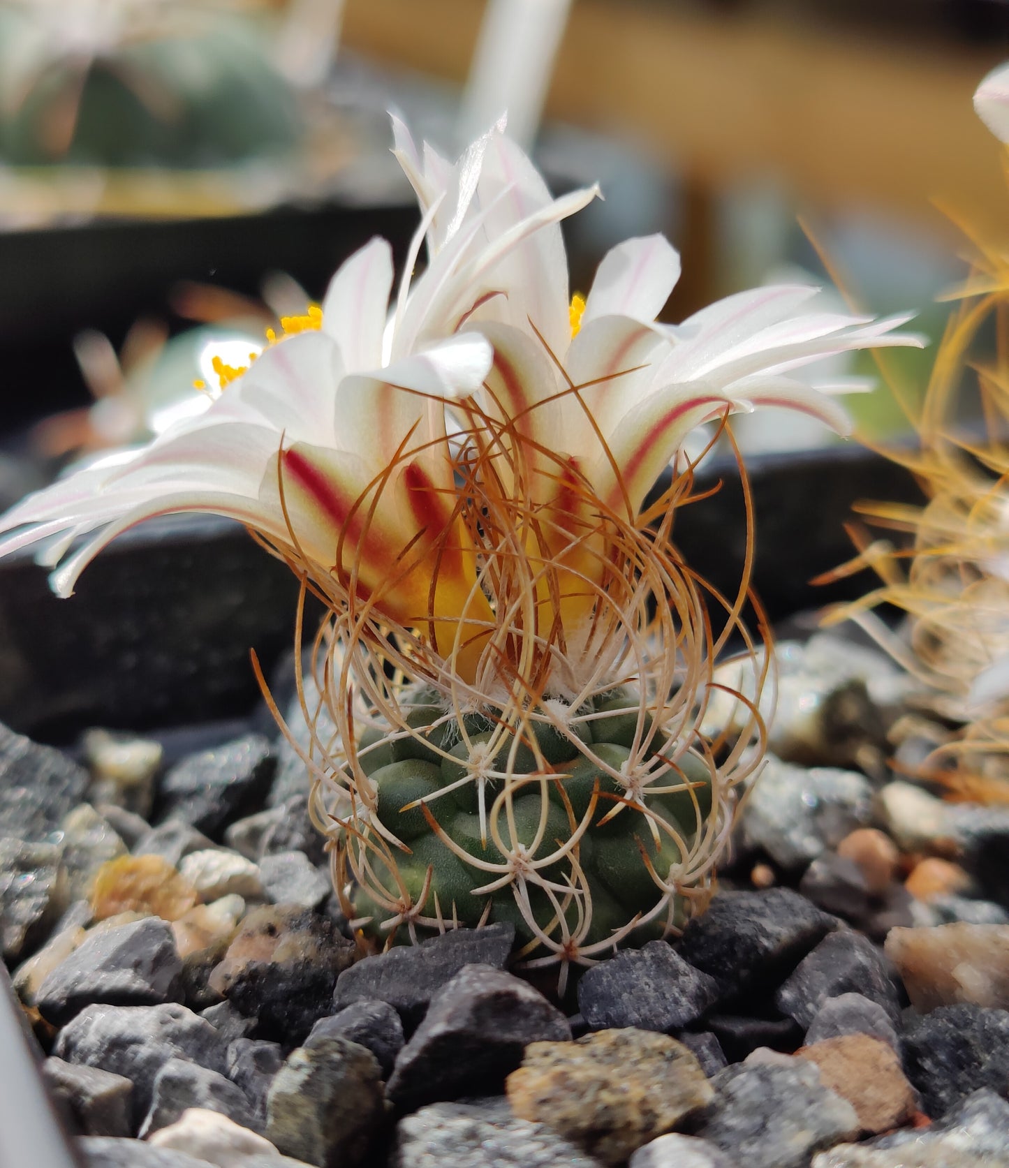 Turbinicarpus pseudomacrochele var. albiflorus MZ 424 (10 frø)