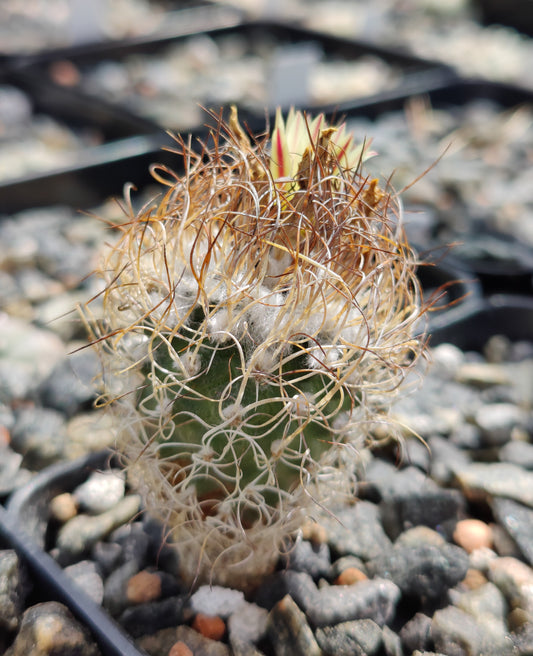 Turbinicarpus minimus MZ 422 (20 frø)