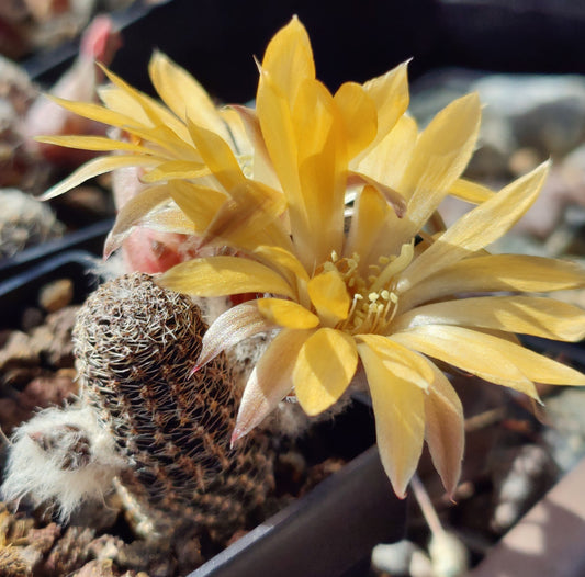 Aylostera einsteinii var. gonjianii WR 578 (20 frø)