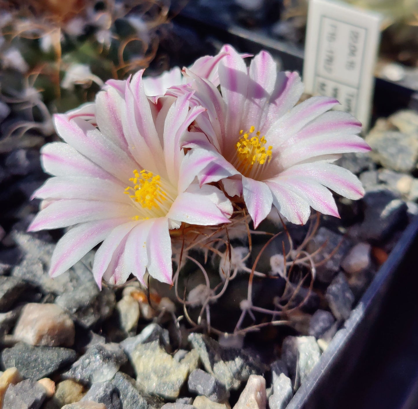 Turbinicarpus pseudomacrochele SB 1049 (10 frø)