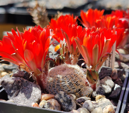 Aylostera albopectinata LF 548a (20 frø)