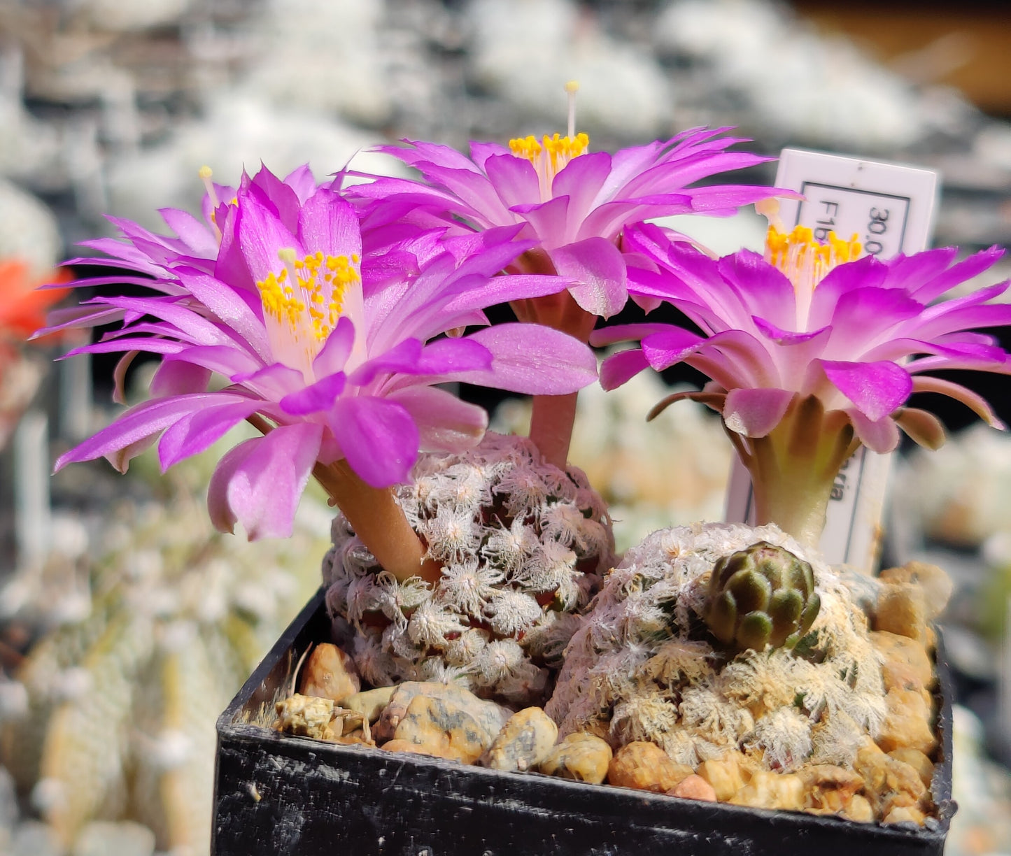 Mammillaria theresae SB 493 (10 frø)