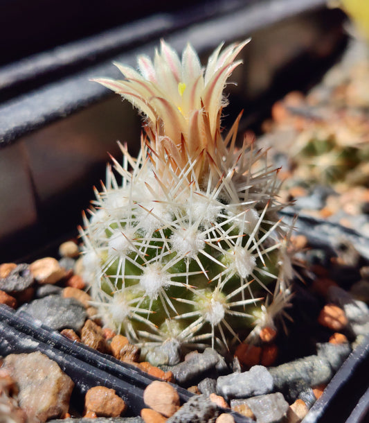 Escobaria robbinsorum SB 464 (20 frø)