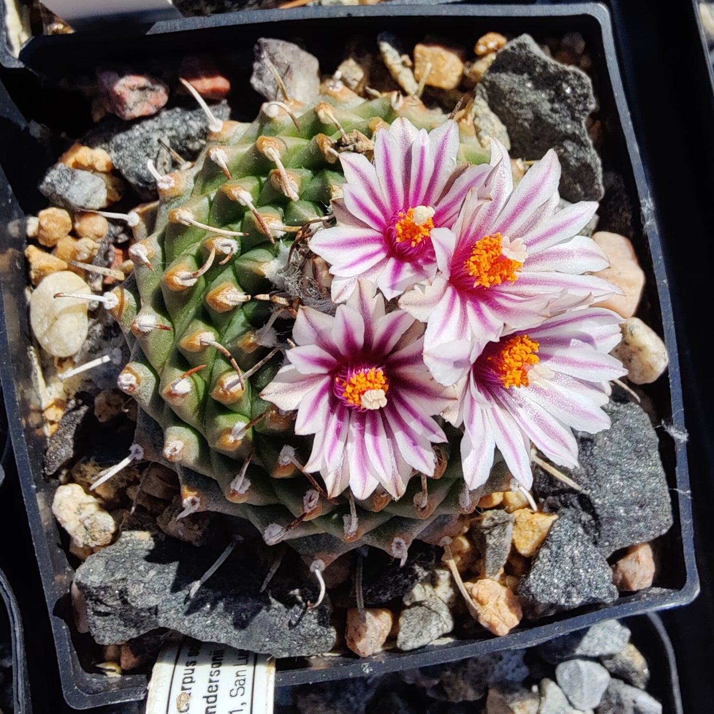 Turbinicarpus andersonii, RH 151 (10 frø)