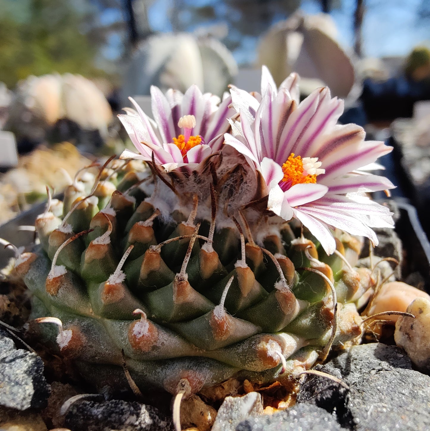 Turbinicarpus andersonii, RH 151 (10 frø)