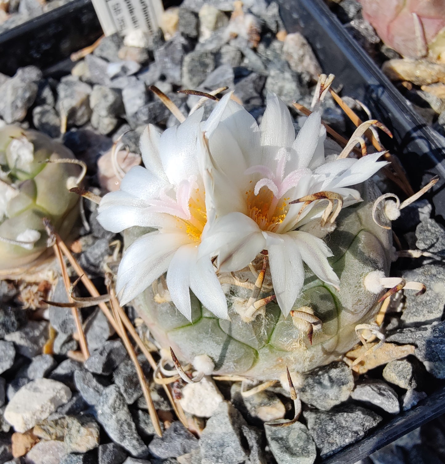 Turbinicarpus polaskii SB 269 (10 frø)