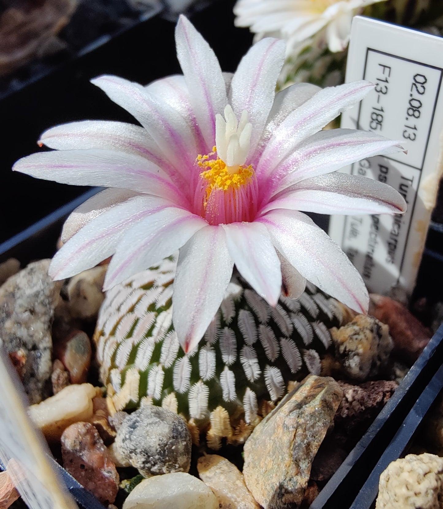 Turbinicarpus pseudopectinatus, Galeana (stripet) (10 frø)