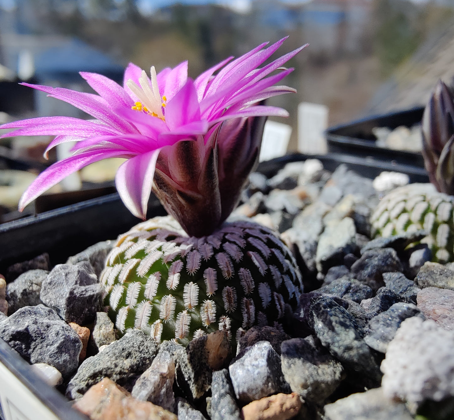 Turbinicarpus pseudopectinatus, El Galito (10 frø)
