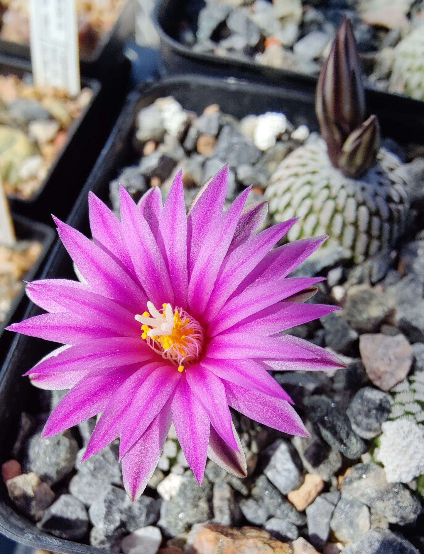 Turbinicarpus pseudopectinatus, El Galito (10 frø)