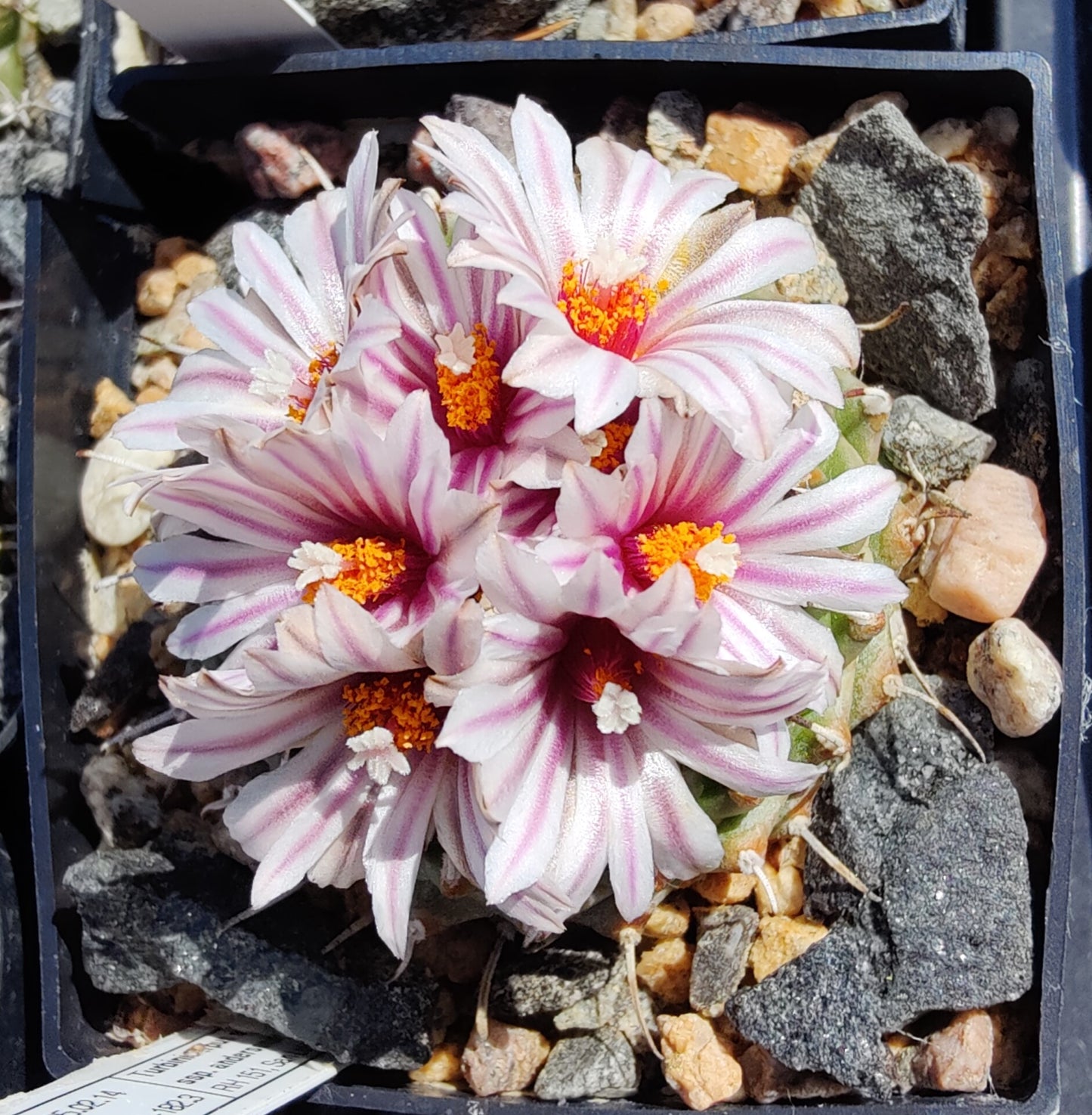 Turbinicarpus andersonii, RH 151 (10 frø)
