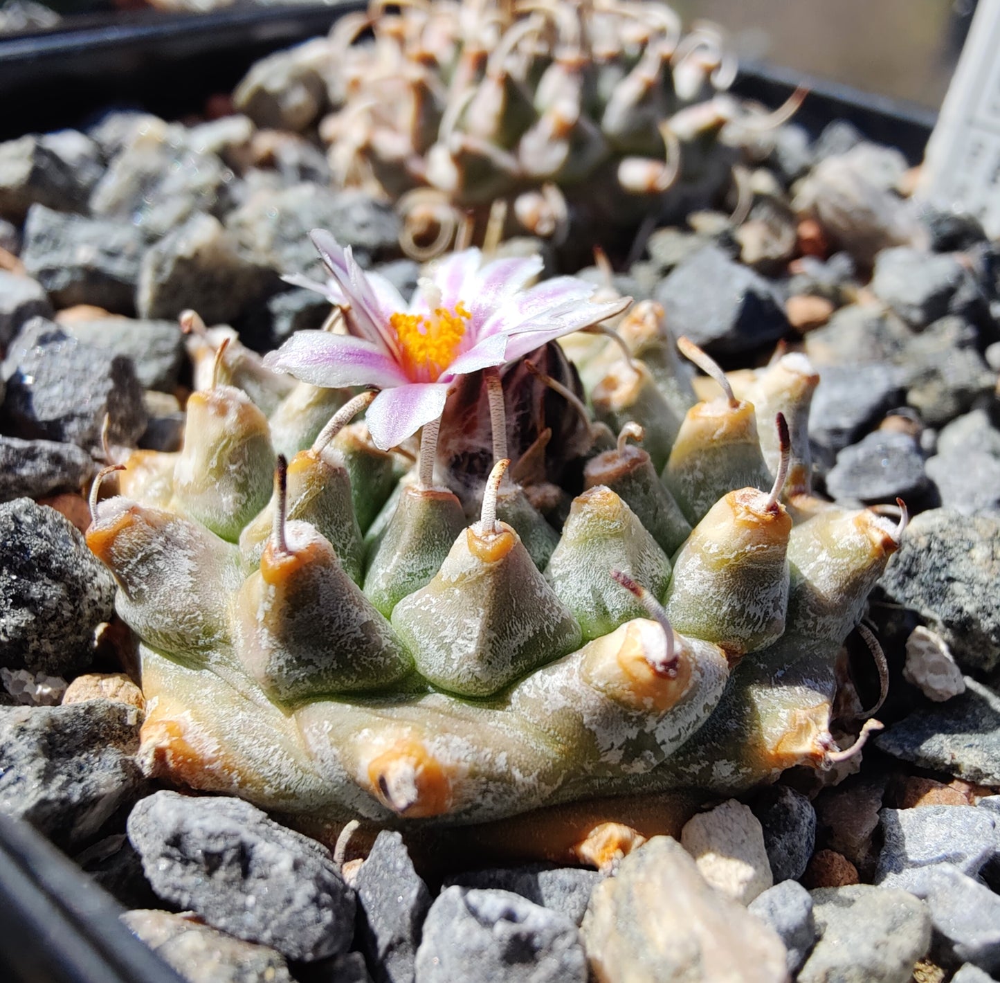 Turbinicarpus andersonii, RH 151 (10 frø)