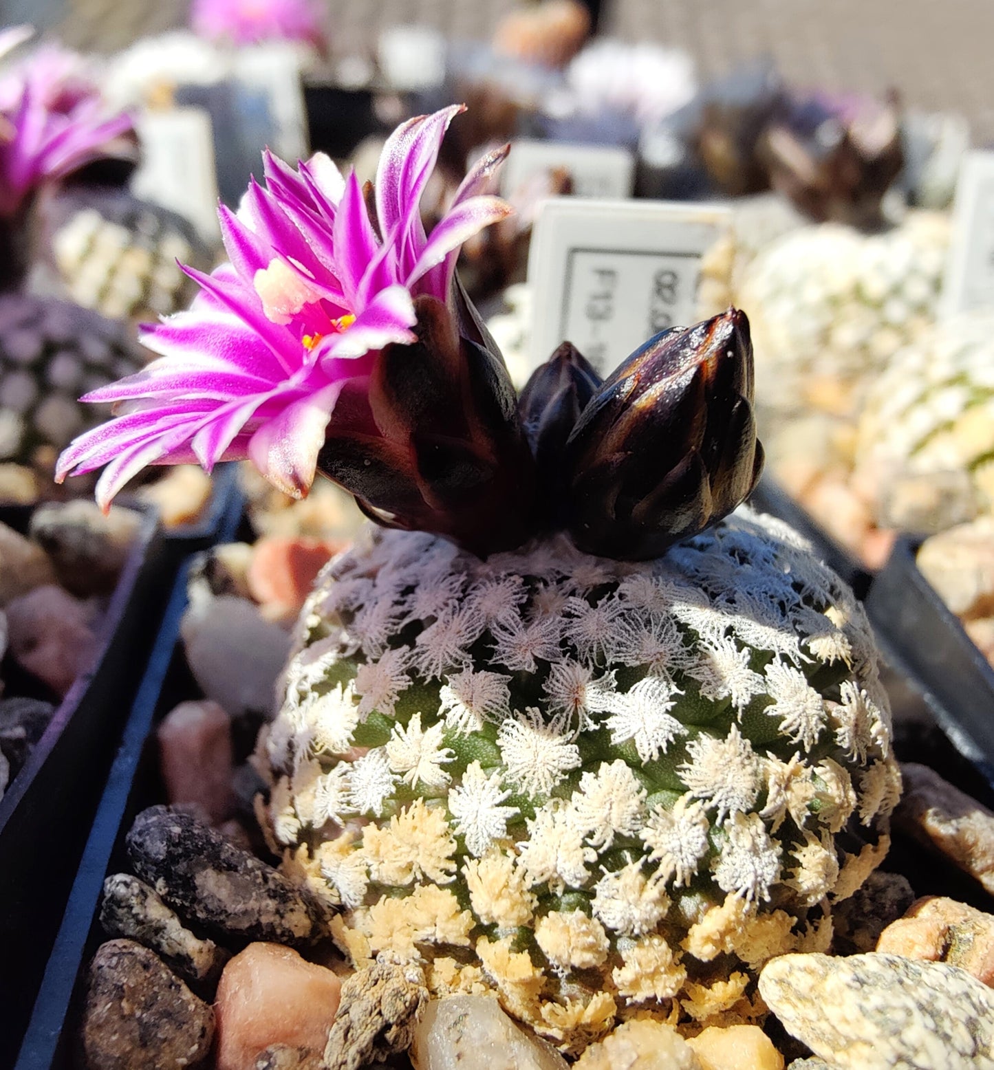 Turbinicarpus valdezianus, SB 1468 (10 frø)