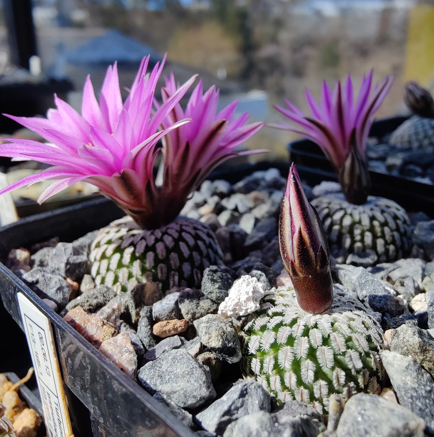 Turbinicarpus pseudopectinatus, El Galito (10 frø)