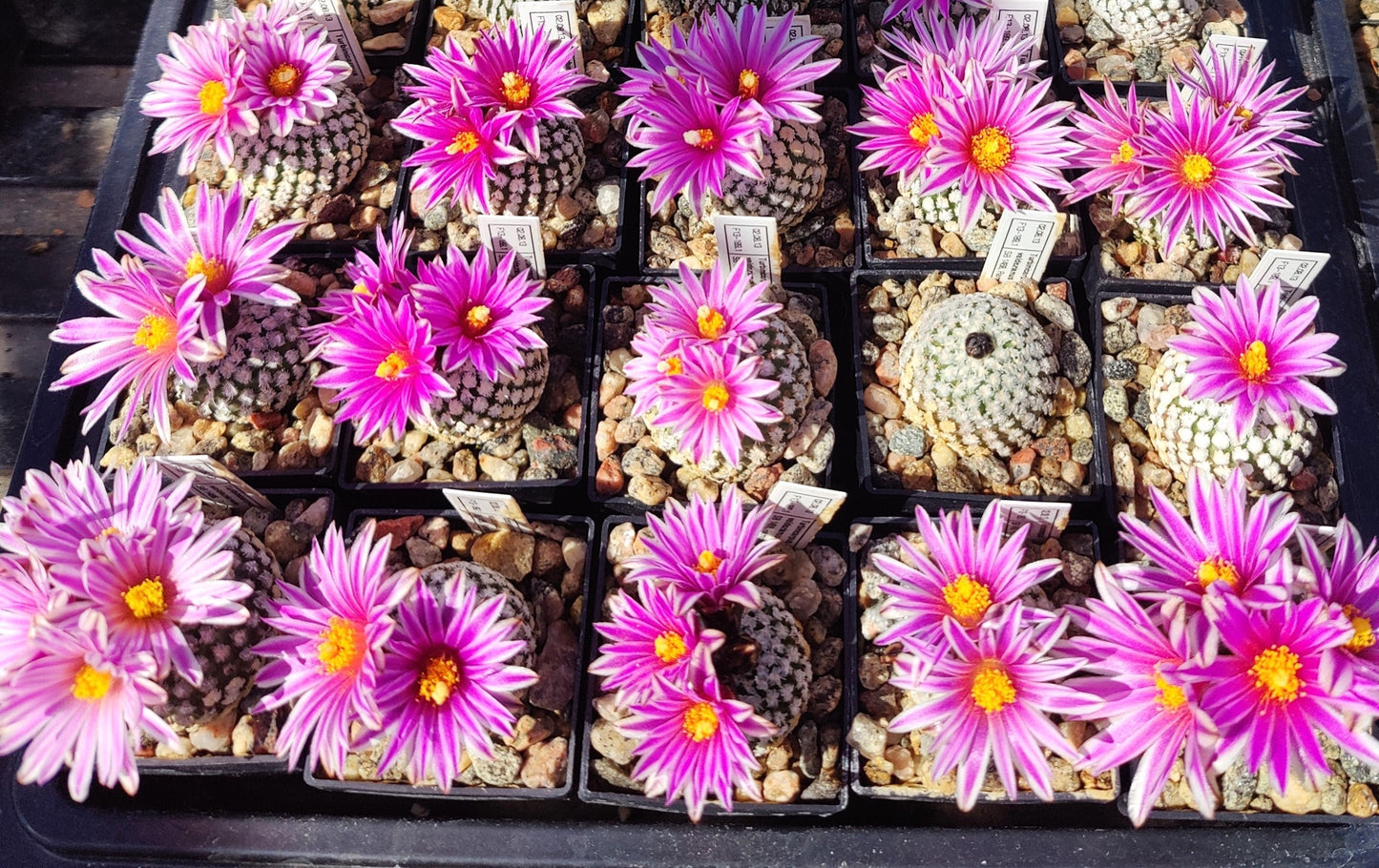 Turbinicarpus valdezianus, SB 1468 (10 frø)