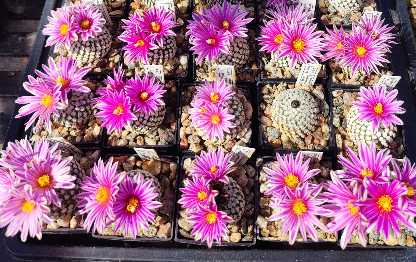 Turbinicarpus valdezianus, SB 1468 (plante)