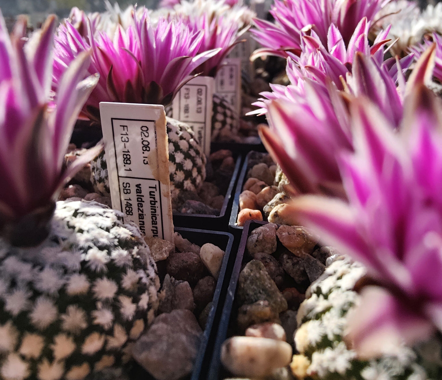 Turbinicarpus valdezianus, SB 1468 (10 frø)