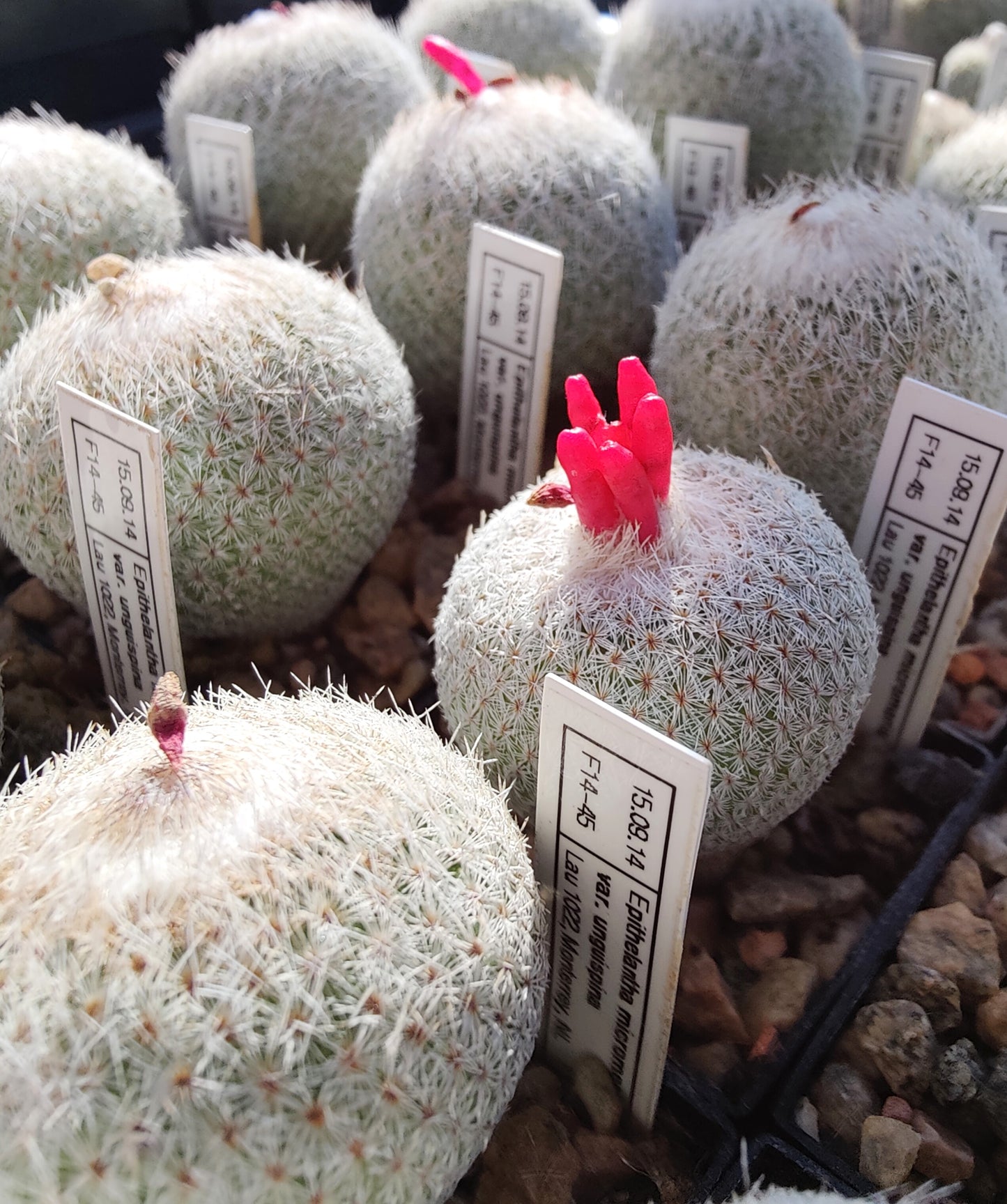 Epithelantha unguispina, Lau 1022 (20 frø)