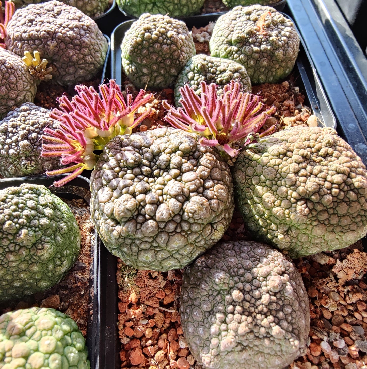 Pseudolithos cubiformis x Pseudolithos migiurtinus (10 frø)