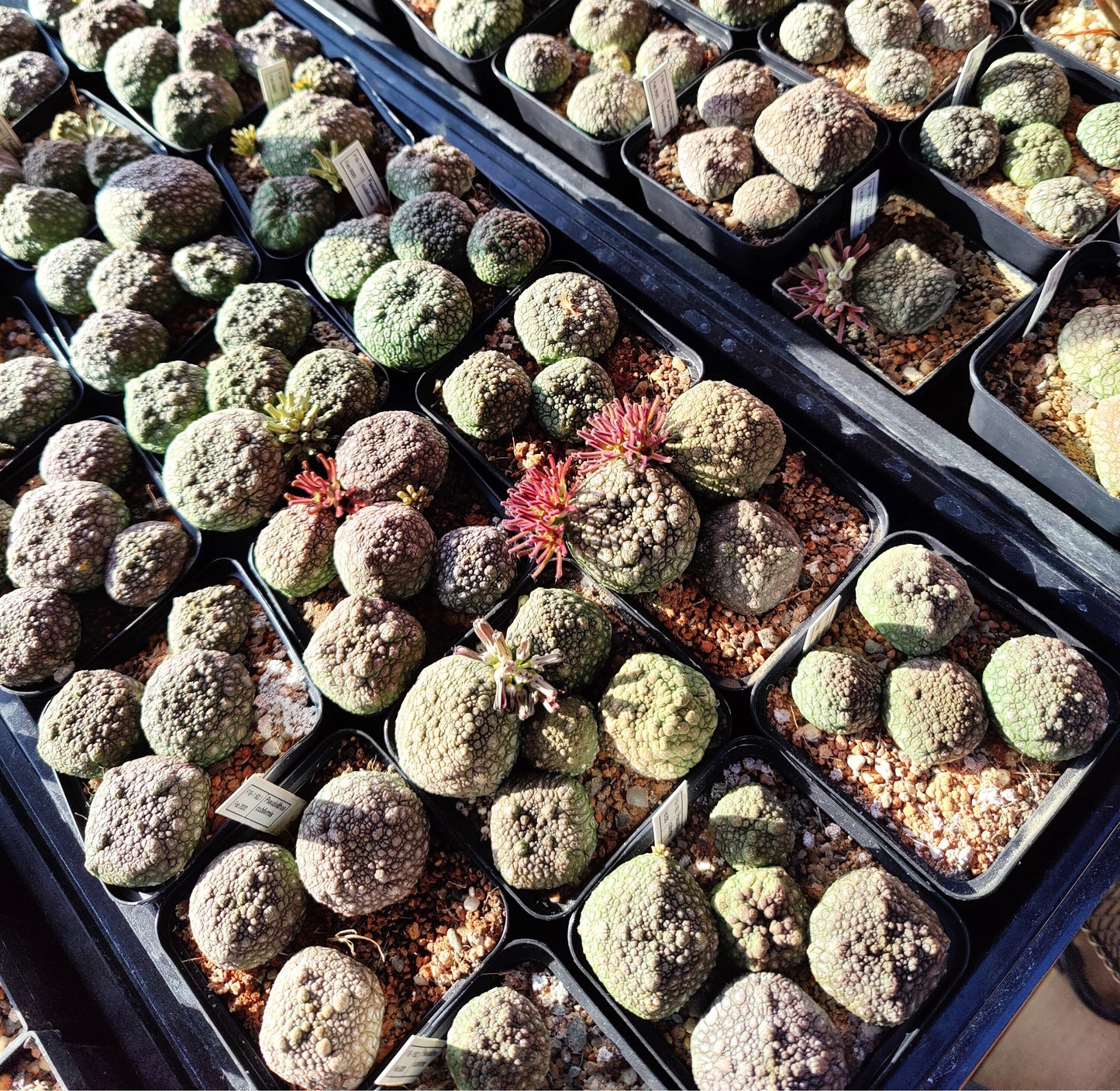 Pseudolithos cubiformis x Pseudolithos migiurtinus (10 frø)