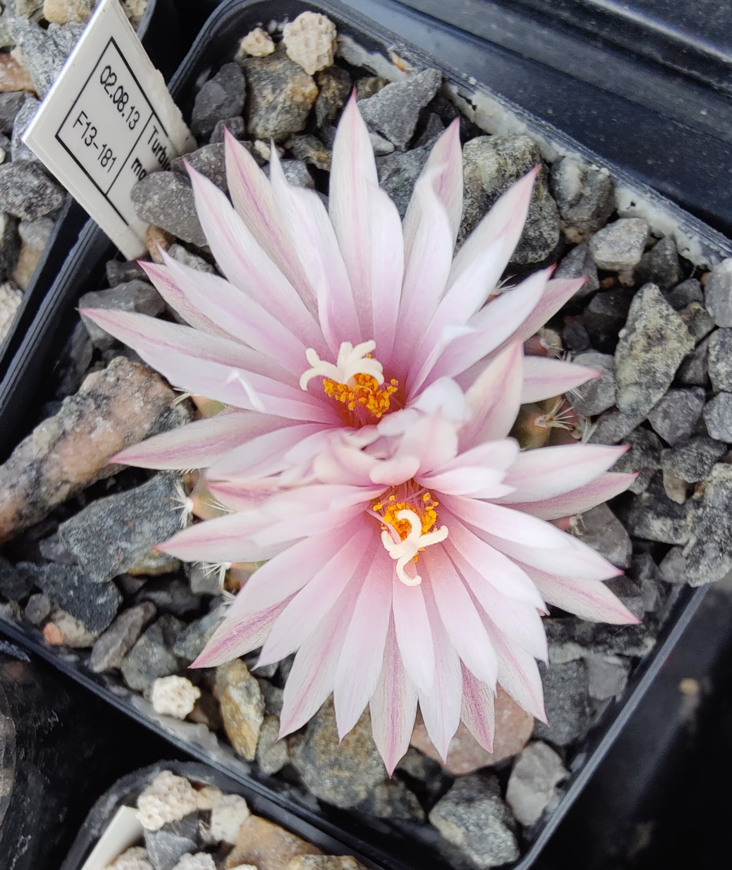 Turbinicarpus mombergeri (10 frø)