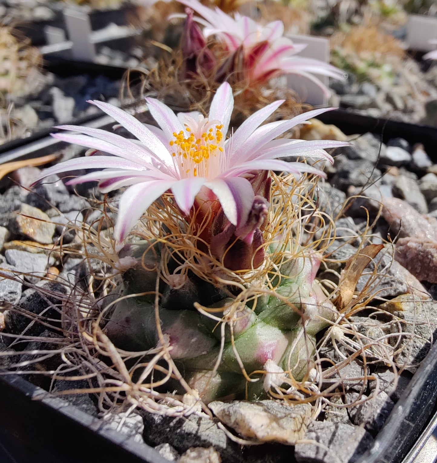 Turbinicarpus pseudomacrochele SB 1049 (10 frø)