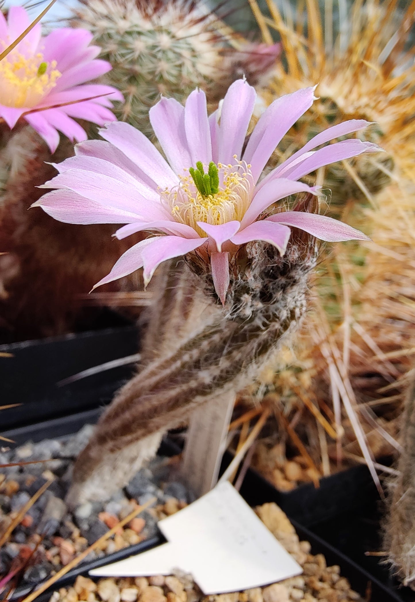 Echinocereus schmollii var. nerispinus (10 frø)