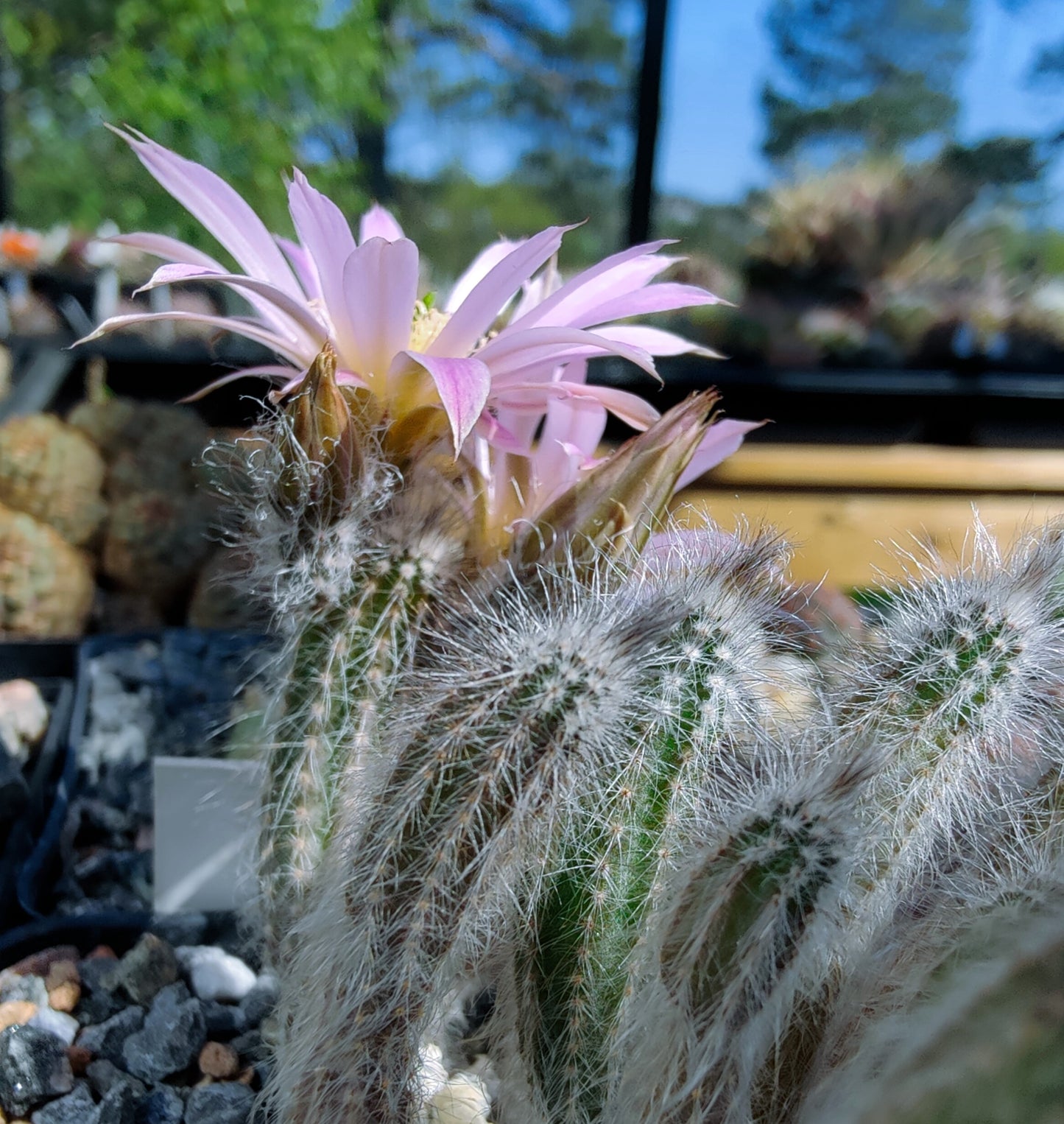 Echinocereus schmollii (20 frø)
