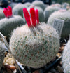 Epithelantha unguispina, Lau 1022 (20 frø)