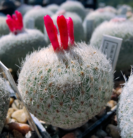 Epithelantha unguispina, Lau 1022 (20 frø)