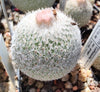 Epithelantha greggii, SB 846 (20 frø)
