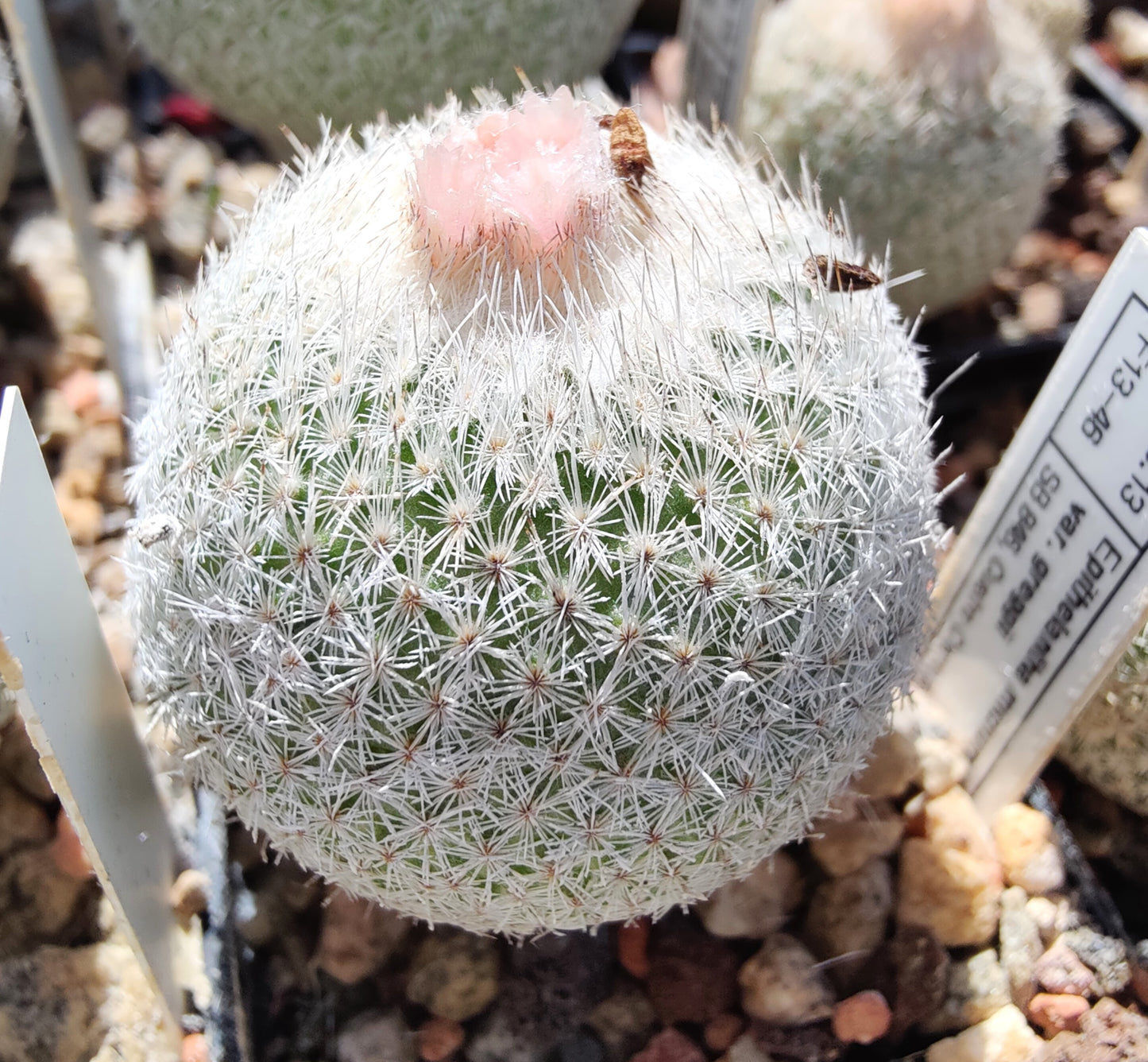 Epithelantha greggii, SB 846 (20 frø)