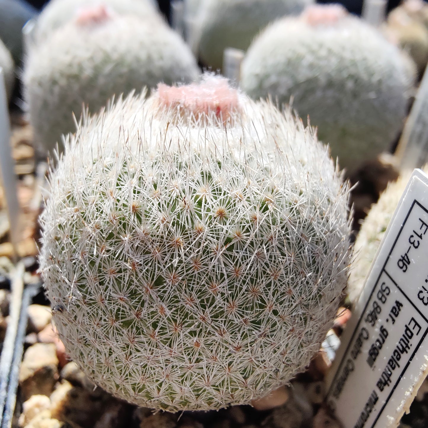 Epithelantha greggii, SB 846 (10 frø)