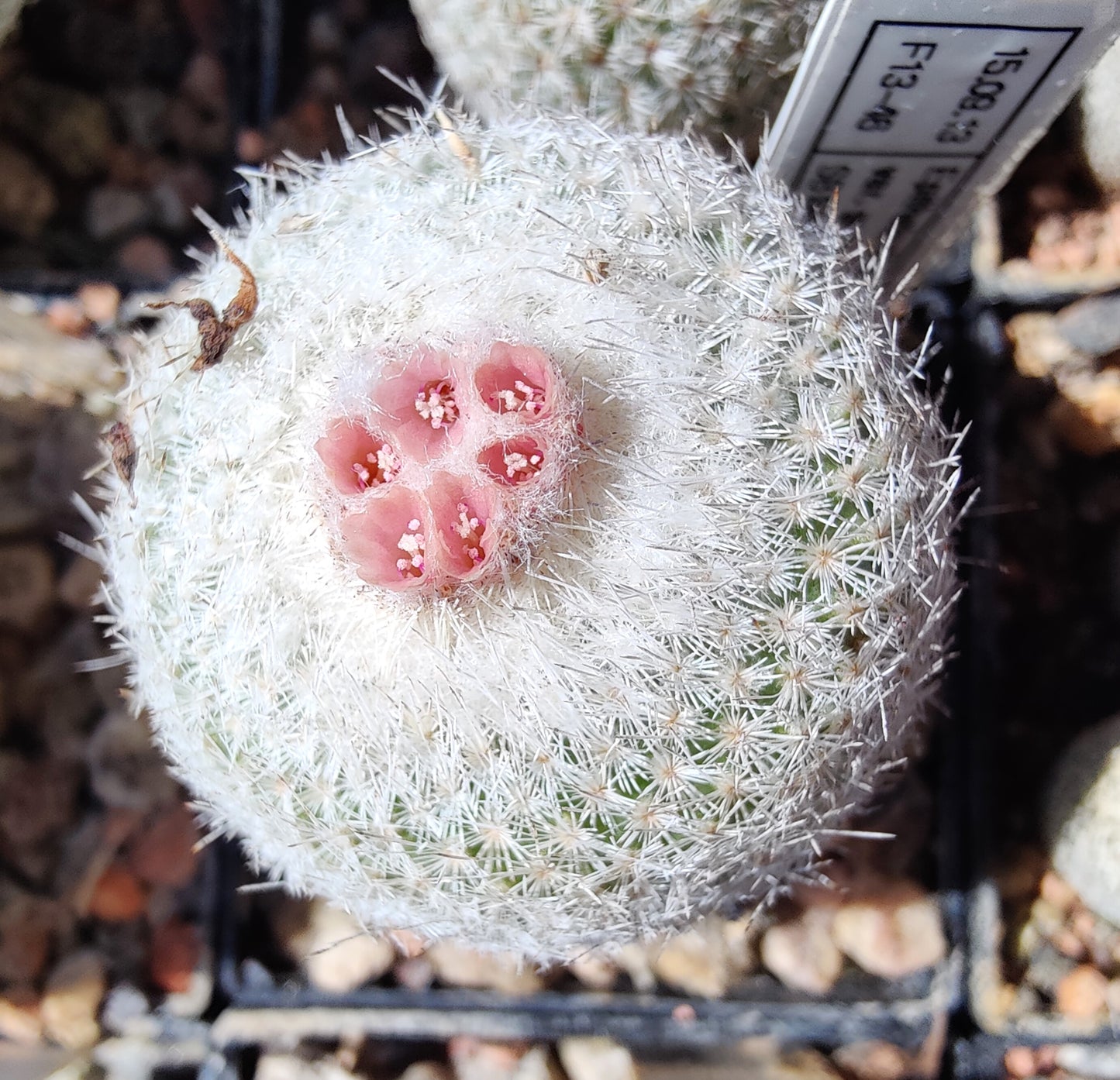 Epithelantha greggii, SB 846 (20 frø)
