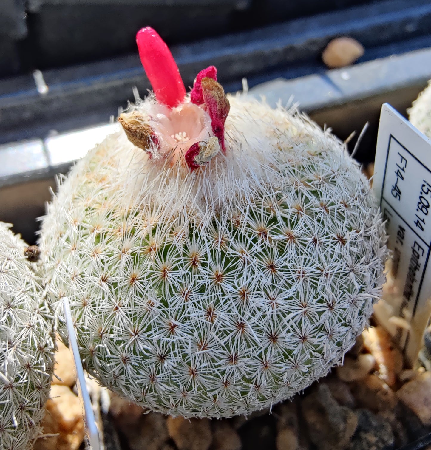 Epithelantha unguispina, Lau 1022 (20 frø)