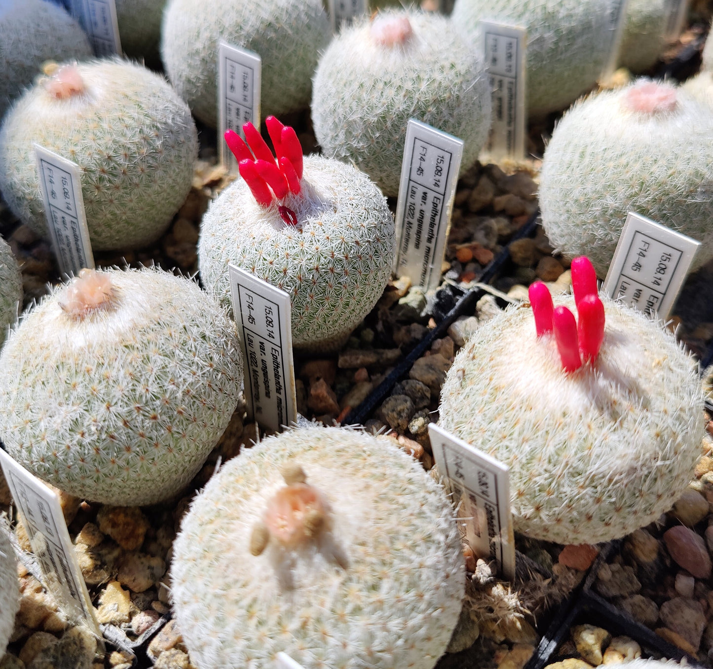 Epithelantha unguispina, Lau 1022 (20 frø)