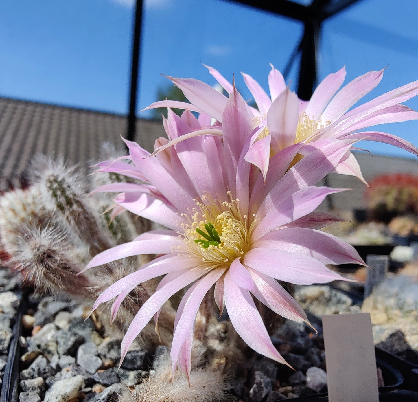 Echinocereus schmollii (20 frø)