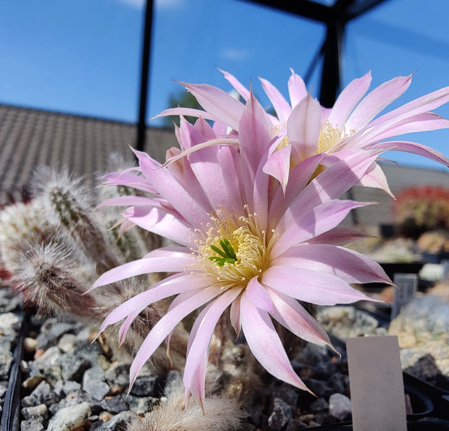 Echinocereus schmollii (10 frø)